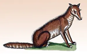 Zoology Prints: Gessner, Fox, 16th Century