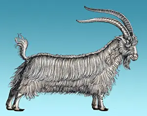 Zoology Prints: Gessner, Goat, 16th Century