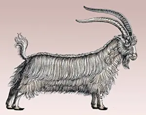 Zoology Prints: Gessner, Goat, 16th Century