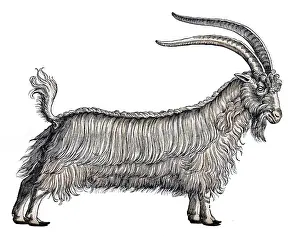 Woodcut Prints: Gessner, Goat, 16th Century