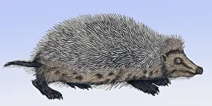 Animalium Prints: Gessner, Hedgehog, 16th Century