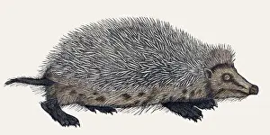 Animalium Prints: Gessner, Hedgehog, 16th Century