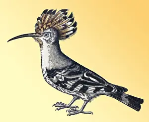 Animalium Prints: Gessner, Hoopoe, 16th Century