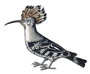 Zoology Prints: Gessner, Hoopoe, 16th Century
