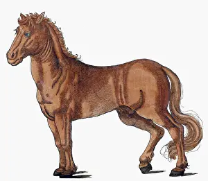 Equus Prints: Gessner, Horse, 16th Century