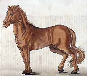 Animalium Prints: Gessner, Horse, 16th Century