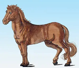 Zoology Prints: Gessner, Horse, 16th Century