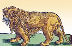 Lions Prints: Gessner, Lion, 16th Century