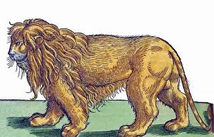 Woodcut Prints: Gessner, Lion, 16th Century