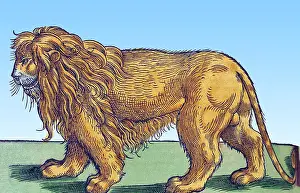 16th Prints: Gessner, Lion, 16th Century