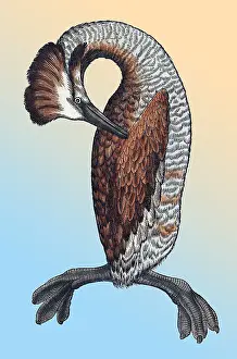 Animalium Prints: Gessner, Loon, 16th Century