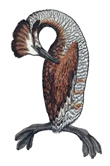 Animalium Prints: Gessner, Loon, 16th Century