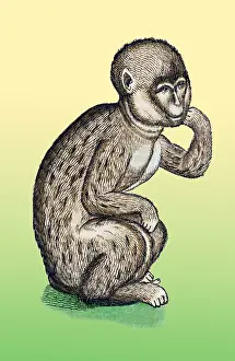 Animalium Prints: Gessner, Monkey, 16th Century