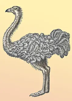 Animalium Prints: Gessner, Ostrich, 16th Century