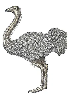 Zoology Prints: Gessner, Ostrich, 16th Century