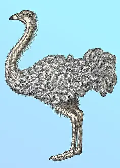 Zoology Prints: Gessner, Ostrich, 16th Century