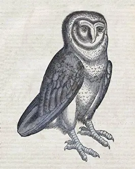 Nocturnal Prints: Gessner, Owl, 16th Century