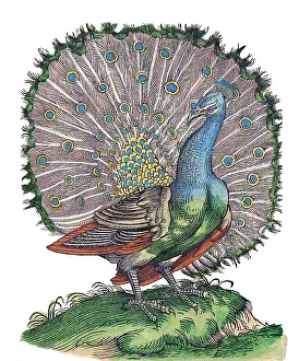 Zoology Prints: Gessner, Peacock, 16th Century