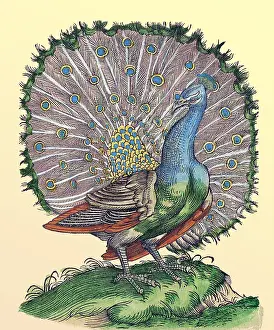 Woodcut Prints: Gessner, Peacock, 16th Century