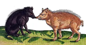 Woodcut Prints: Gessner, Pigs, 16th Century