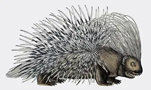 Zoology Prints: Gessner, Porcupine, 16th Century