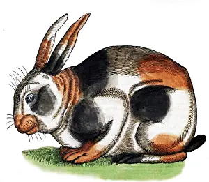Animalium Prints: Gessner, Rabbit, 16th Century