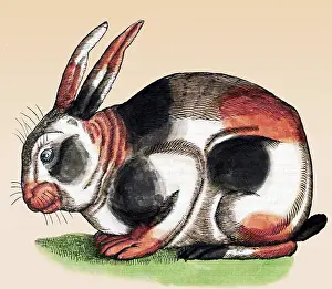 Animalium Prints: Gessner, Rabbit, 16th Century