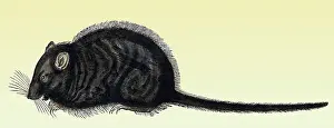 Rats Prints: Gessner, Rat, 16th Century