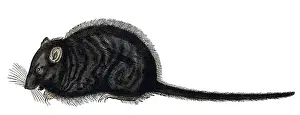 Rats Prints: Gessner, Rat, 16th Century
