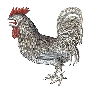 16th Prints: Gessner, Rooster, 16th Century