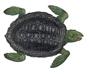 Gessner, Sea Turtle, 16th Century