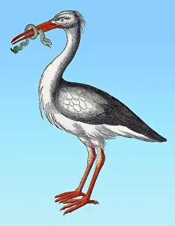 Zoology Prints: Gessner, Stork, 16th Century