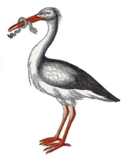 Zoology Prints: Gessner, Stork, 16th Century