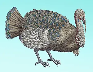 Turkey Prints: Gessner, Turkey, 16th Century