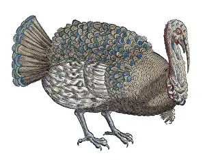 Zoology Prints: Gessner, Turkey, 16th Century