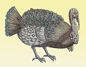 Zoology Prints: Gessner, Turkey, 16th Century