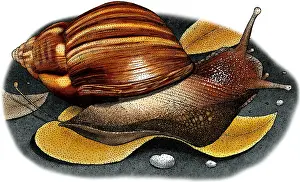Molluscks Prints: Giant African Snail