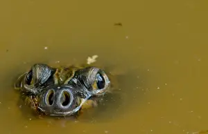 Chelonian Prints: Giant Amazonian River Turtle