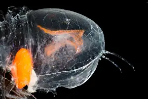 Predatory Prints: Giant Amphipod (Cystisoma sp.)