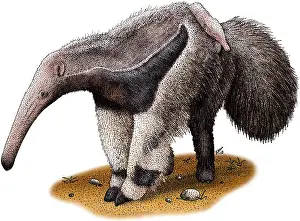 Central Prints: Giant Anteater