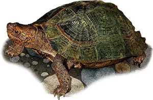 Turtle Prints: Giant Asian Pond Turtle