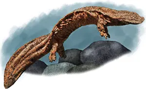 China Prints: Giant chinese salamander