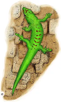 Giant Day Gecko