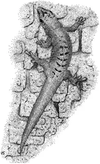 Lizards Prints: Giant Day Gecko