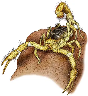 Arizona Prints: Giant Desert Hairy Scorpion