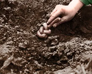 Australian Prints: Giant Earthworm