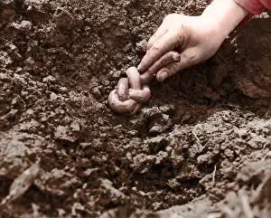Australian Prints: Giant Earthworm