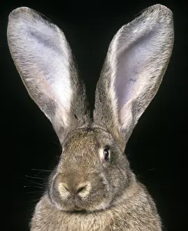 Studio Prints: Giant Flemish Rabbit