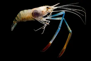 Commercial Prints: Giant Freshwater Prawn