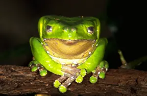 Misc 2 Prints: Giant green leaf frog